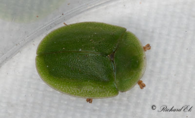 Grn skldbagge (Cassida viridis)