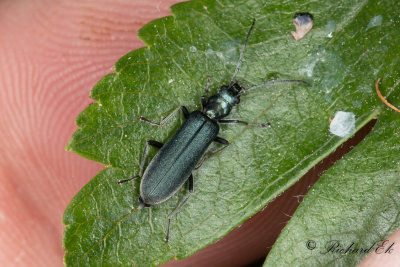 Matt blombagge (Ischnomera cinerascens)