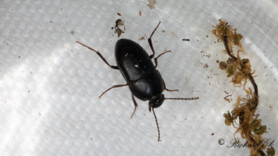 Crypticus quisquilius