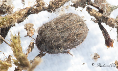 Silverhrig skldskinnbagge (Odontoscelis lineola)