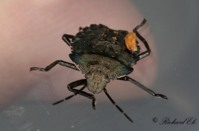 Rdbent brfis - Forest Bug (Pentatoma rufipes)