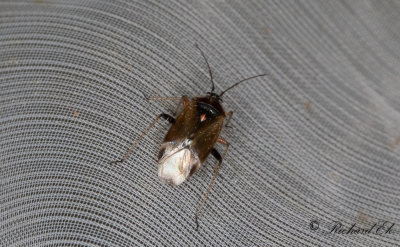 Harpocera thoracica