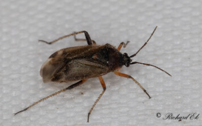 Harpocera thoracica