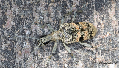 Lvtrdlpare - Longhorn Beetle (Rhagium mordax)
