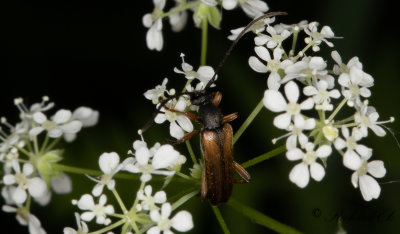 Smalblombock (Alosterna tabacicolor)