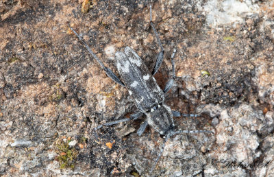 Grbandad getingbock (Rusticoclytus rusticus)