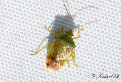 Trybrfis (Elasmostethus minor)