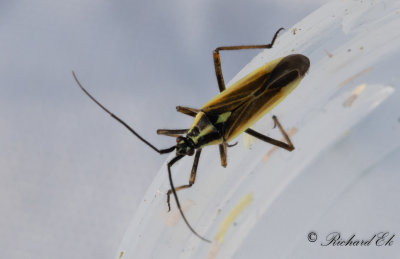 Axsugare (Leptopterna dolabrata)