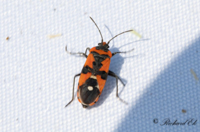 Riddarskinnbagge - Black-and-Red-bug (Lygaeus equestris)