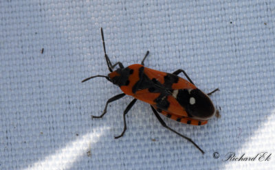 Riddarskinnbagge - Black-and-Red-bug (Lygaeus equestris)