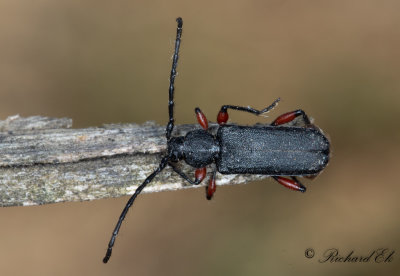 Rdbent gonbock (Ropalopus femoratus)