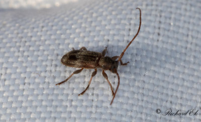 Lindgrenbock (Exocentrus lusitanus)