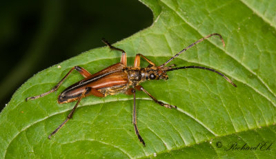 Lundbock (Stenocorus meridianus)