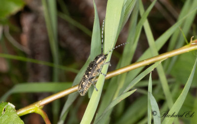Mindre aspvedbock (Saperda populnea)