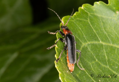 Stor flugbagge (Cantharis fusca)