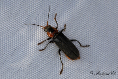 Stor flugbagge (Cantharis fusca)