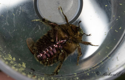 Grsgrn guldbagge (Cetonia aurata)