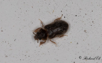 Heteroceridae (Strandgrvbaggar)