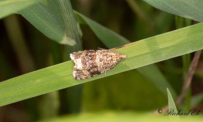 Frnderlig brokvecklare (Celypha lacunana)