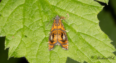 Prydlig brokvecklare - Arched marble (Olethreutes arcuellus)