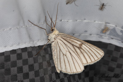 Svartribbad vitvingemtare - Black-veined Moth (Siona lineata)