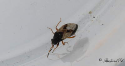 Acompus rufipes