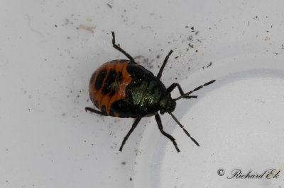 Bl rovbrfis (Zicrona caerulea)