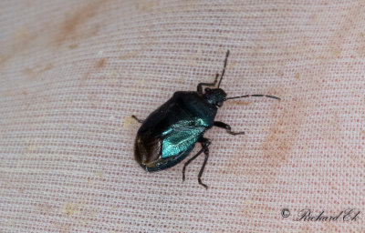 Bl rovbrfis (Zicrona caerulea)