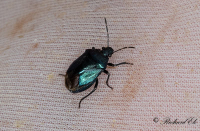 Bl rovbrfis (Zicrona caerulea)