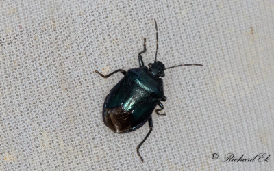 Bl rovbrfis (Zicrona caerulea)