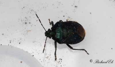 Bl rovbrfis (Zicrona caerulea)