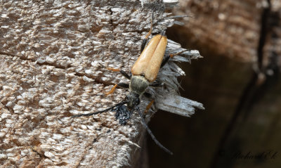 Gulrd blombock - Red Longhorn Beetle (Stictoleptura rubra)