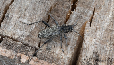 Grbandad getingbock (Rusticoclytus rusticus)