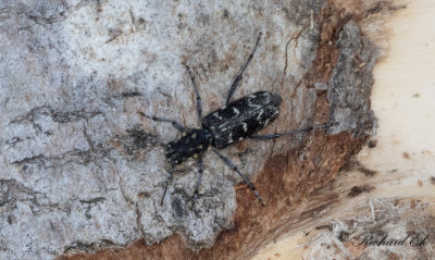 Grbandad getingbock (Rusticoclytus rusticus)