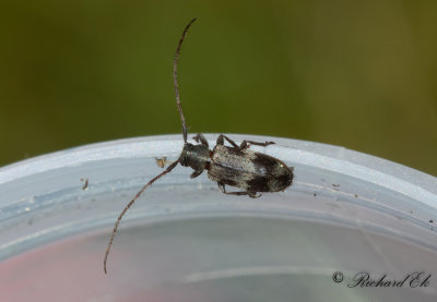 Lindgrenbock (Exocentrus lusitanus)
