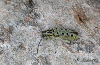 Grn aspvedbock (Saperda perforata)