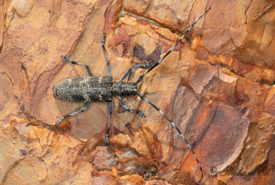 Kronbock (Monochamus galloprovincialis)