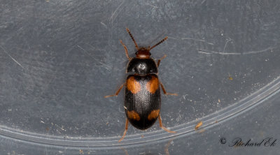 Mycetophagidae (Vedsvampbaggar)