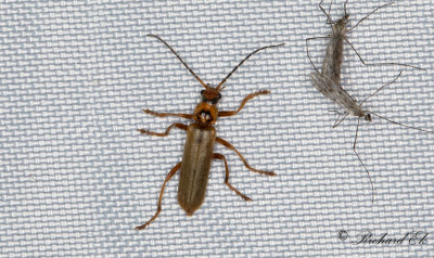 Cantharis rufa