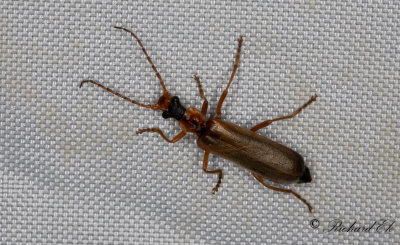 Podabrus alpinus