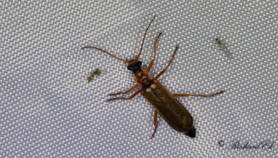 Podabrus alpinus