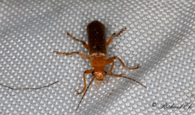Cantharis cryptica