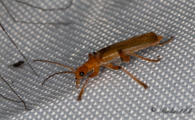 Cantharis cryptica