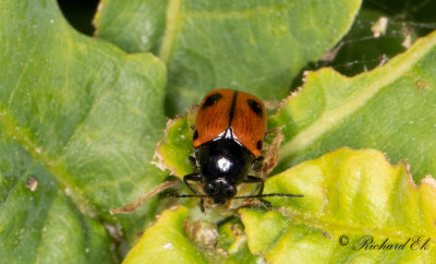 Tvflckig fallbagge (Cryptocephalus bipunctatus)