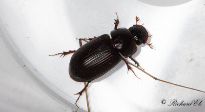 Aftondyngbagge (Acrossus rufipes)