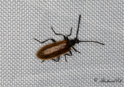Ullbagge (Lagria hirta)