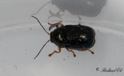 Svart fallbagge (Cryptocephalus nitidus)