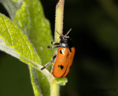 Myrsckbagge (Clytra quadripunctata)