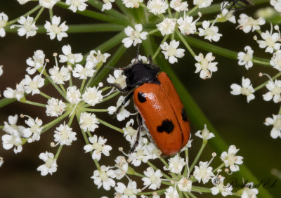 Myrsckbagge (Clytra quadripunctata)