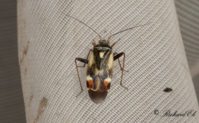 Polymerus unifasciatus